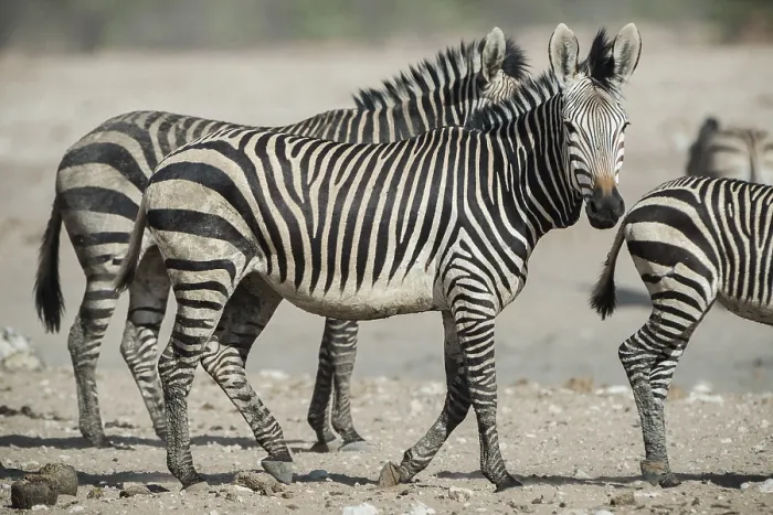 Framed Print : Hartmann's mountain zebra (Equus zebra hartmannae) at a waterhole Framed Print : Hartmann's mountain zebra (Equus zebra hartmannae) at a waterhole