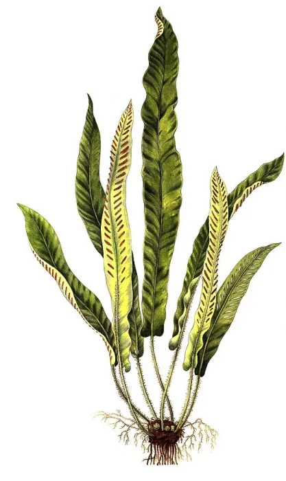 Framed Print : Hart's-tongue (Asplenium scolopendrium)