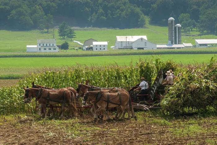 Framed Print : Harvest, corn, mule, carriage, farm