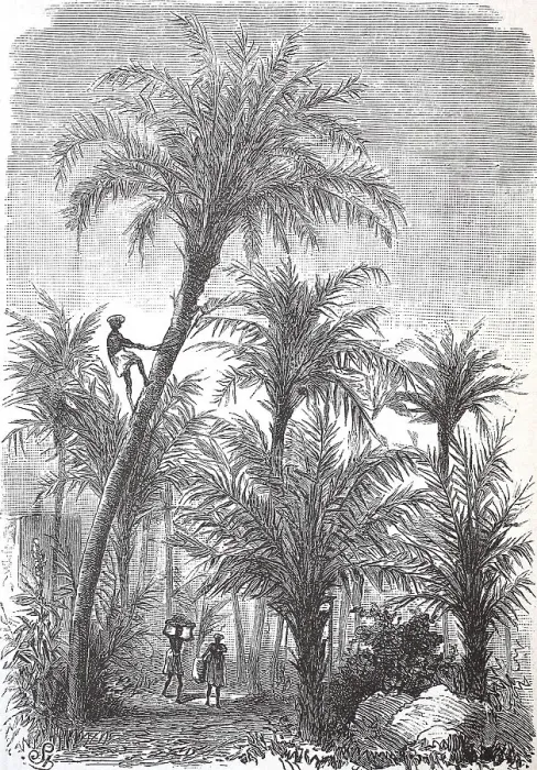 Framed Print : Harvest on a date (Phoenix dactylifera)