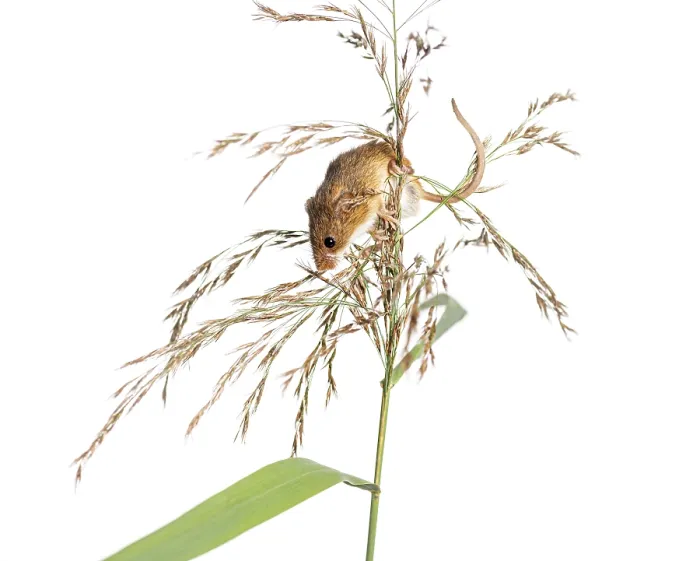 Framed Print : Harvest mouse, Micromys minutus