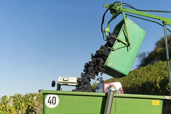 Framed Print : Harvested grapes are collected on tractor trailers Framed Print : Harvested grapes are collected on tractor trailers