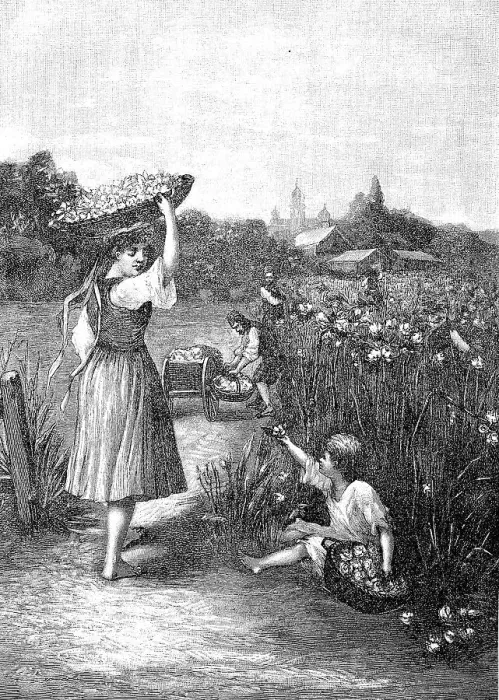 Framed Print : The Harvesting of Roses in Bulgaria Framed Print : The Harvesting of Roses in Bulgaria
