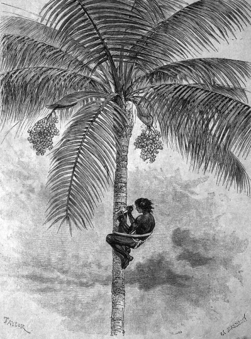 Framed Print : Harvesting wax from a Carnauba Palm (Copernicia prunifera)