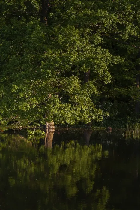 Framed Print : Harz Landscape Pond in the Evening Light