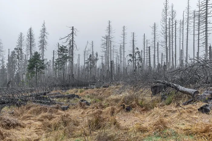 Framed Print : Harz National Park Dead trees in the mist Ghost forest