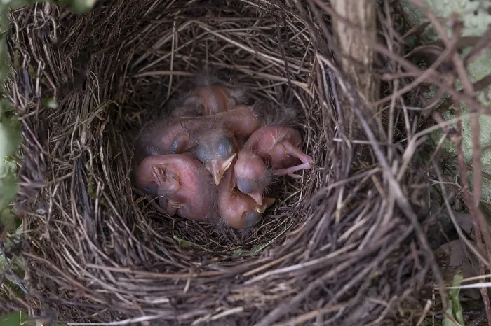 Framed Print : Five hatched blackbirds (Turdus merula) in the nest Framed Print : Five hatched blackbirds (Turdus merula) in the nest