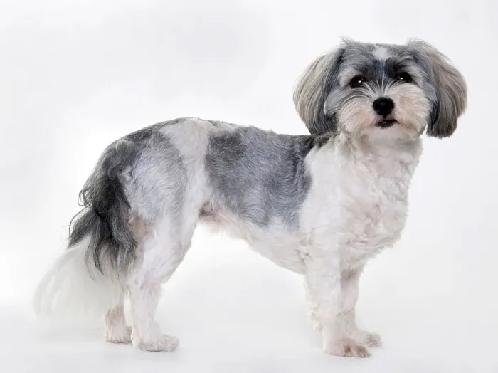 Framed Print : Havanese, bitch, puppy, 11 months, shaved