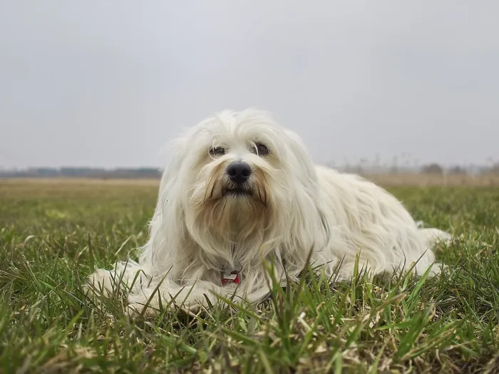 Framed Print : A Havanese lies relaxed in the meadow Framed Print : A Havanese lies relaxed in the meadow