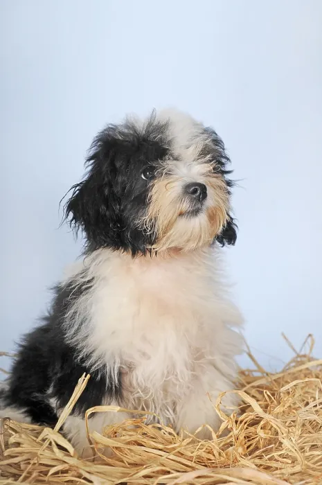 Framed Print : Havanese, puppy, 14 weeks, sitting on straw Framed Print : Havanese, puppy, 14 weeks, sitting on straw