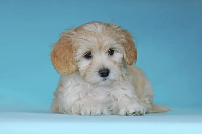 Framed Print : Havanese, puppy, brown-white, 9 weeks, portrait Framed Print : Havanese, puppy, brown-white, 9 weeks, portrait