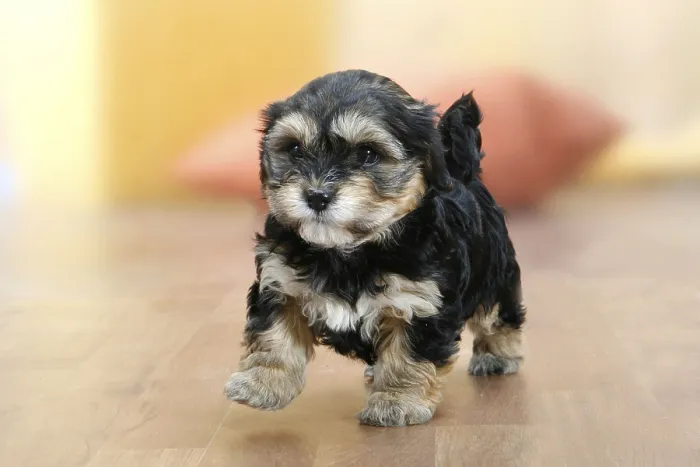 Framed Print : Havanese, puppy, detachable