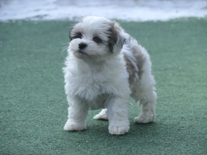 Framed Print : Havanese, Puppy, FCI, Standard No Framed Print : Havanese, Puppy, FCI, Standard No