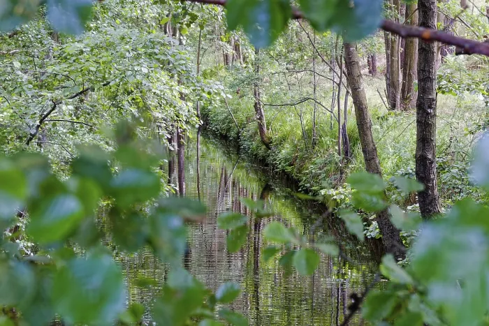 Framed Print : The Havel under bushes and trees in the Muritz National Park near Babke Framed Print : The Havel under bushes and trees in the Muritz National Park near Babke