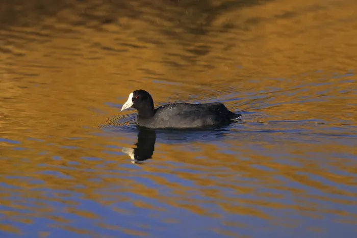 Framed Print : Hawaiian Coot, Fulica alai, USA