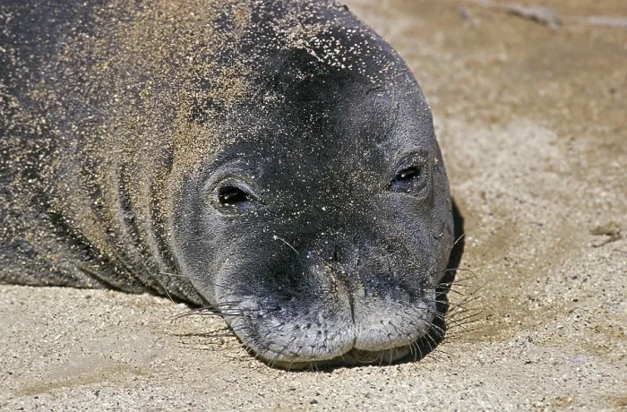 Framed Print : Hawaiian monk seal, monachus schauinslandi