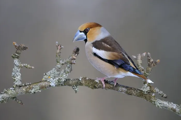 Framed Print : Hawfinch (Coccothraustes coccothraustes)
