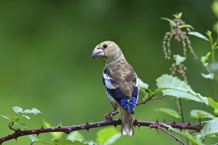 Framed Print : Hawfinch (Coccothraustes coccothraustes) Framed Print : Hawfinch (Coccothraustes coccothraustes)