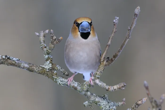 Framed Print : Hawfinch (Coccothraustes coccothraustes)