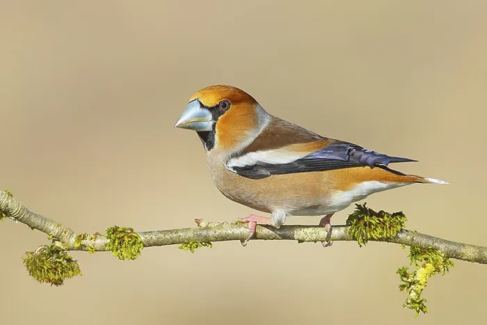 Framed Print : Hawfinch (Coccothraustes coccothraustes) Framed Print : Hawfinch (Coccothraustes coccothraustes)