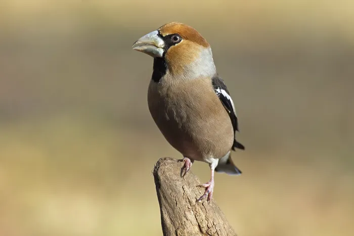 Framed Print : Hawfinch, Coccothraustes coccothraustes Framed Print : Hawfinch, Coccothraustes coccothraustes