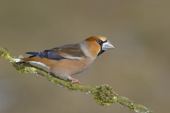 Framed Print : Hawfinch (Coccothraustes coccothraustes) Framed Print : Hawfinch (Coccothraustes coccothraustes)