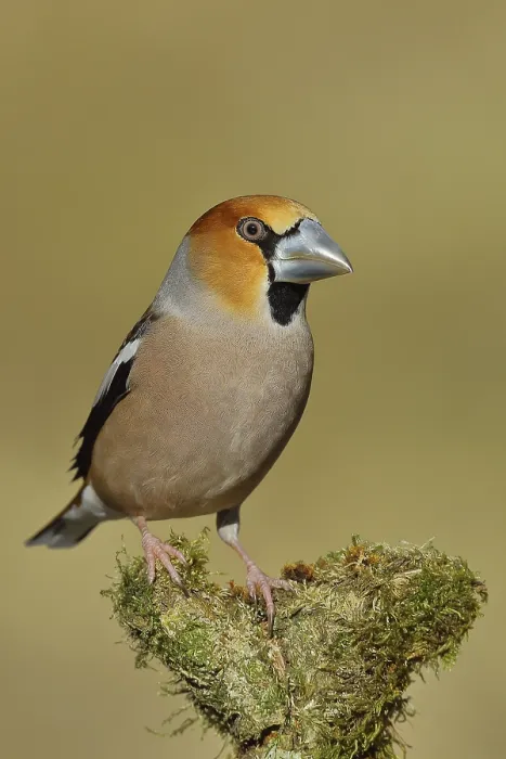Framed Print : Hawfinch (Coccothraustes coccothraustes) Framed Print : Hawfinch (Coccothraustes coccothraustes)