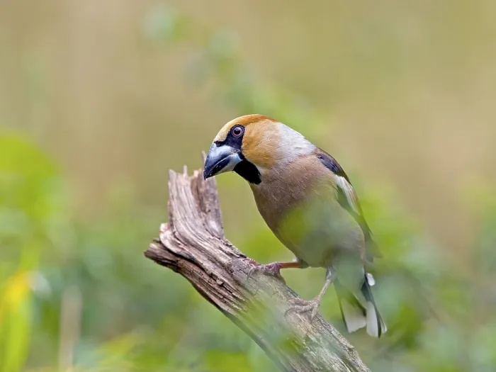 Framed Print : Hawfinch (Coccothraustes coccothraustes) Framed Print : Hawfinch (Coccothraustes coccothraustes)