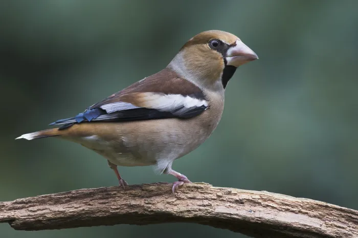 Framed Print : Hawfinch (Coccothraustes coccothraustes) Framed Print : Hawfinch (Coccothraustes coccothraustes)