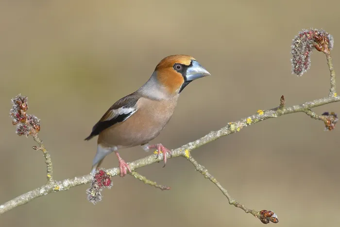 Framed Print : Hawfinch (Coccothraustes coccothraustes) Framed Print : Hawfinch (Coccothraustes coccothraustes)