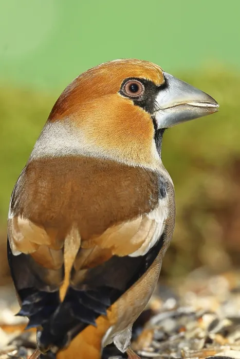 Framed Print : Hawfinch (Coccothraustes coccothraustes) Framed Print : Hawfinch (Coccothraustes coccothraustes)