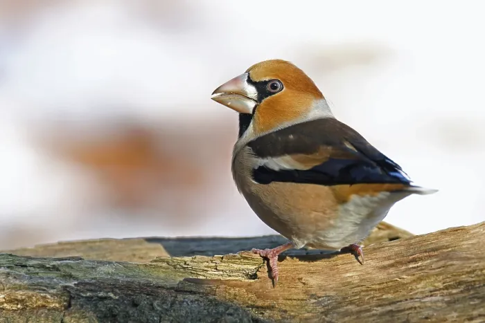 Framed Print : Hawfinch, Coccothraustes coccothraustes