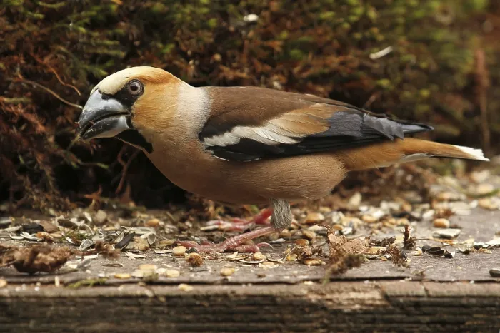 Framed Print : Hawfinch (Coccothraustes coccothraustes) Framed Print : Hawfinch (Coccothraustes coccothraustes)