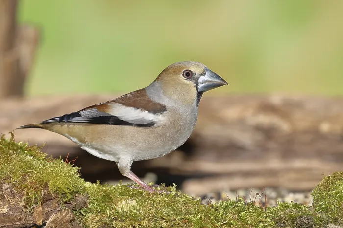Framed Print : Hawfinch (Coccothraustes coccothraustes)