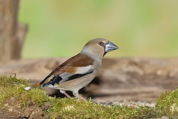 Framed Print : Hawfinch (Coccothraustes coccothraustes)