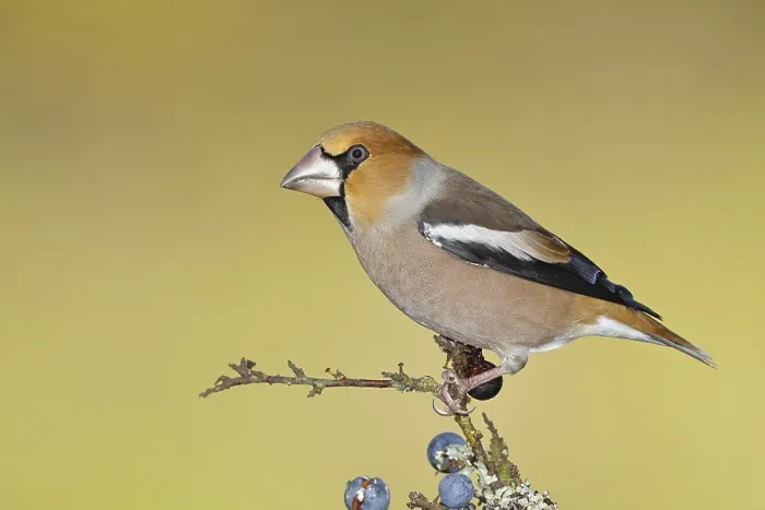 Framed Print : Hawfinch (Coccothraustes coccothraustes) Framed Print : Hawfinch (Coccothraustes coccothraustes)