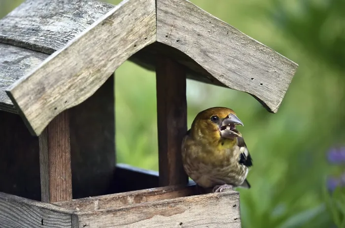 Framed Print : Hawfinch (Coccothraustes coccothraustes) Chicks at the birdhouse