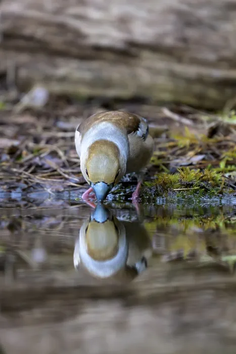 Framed Print : A hawfinch (Coccothraustes coccothraustes) drinking water