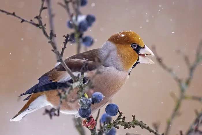 Framed Print : Hawfinch (Coccothraustes coccothraustes) Feeding on a blackthorn in the snow