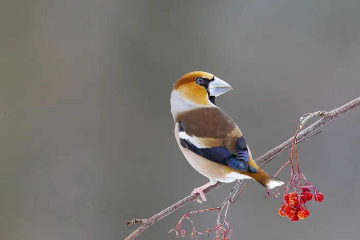 Framed Print : Hawfinch (Coccothraustes coccothraustes) Germany Framed Print : Hawfinch (Coccothraustes coccothraustes) Germany