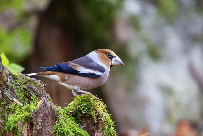 Framed Print : Hawfinch (Coccothraustes coccothraustes) Germany