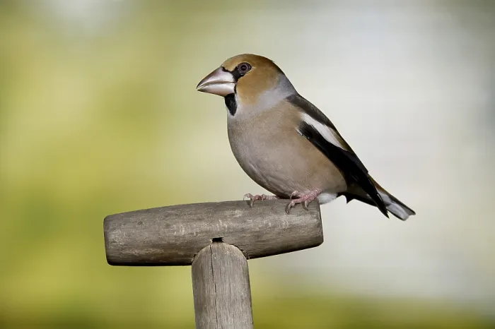 Framed Print : Hawfinch (Coccothraustes coccothraustes) male