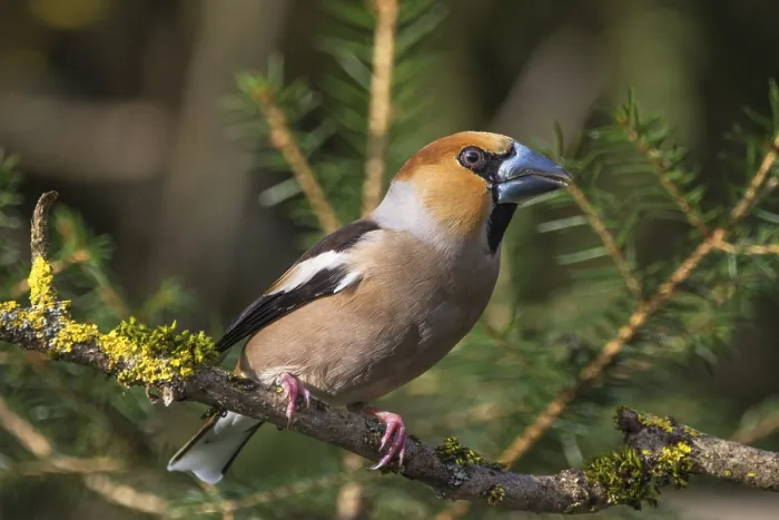 Framed Print : Hawfinch (Coccothraustes coccothraustes) male on a mossy branch