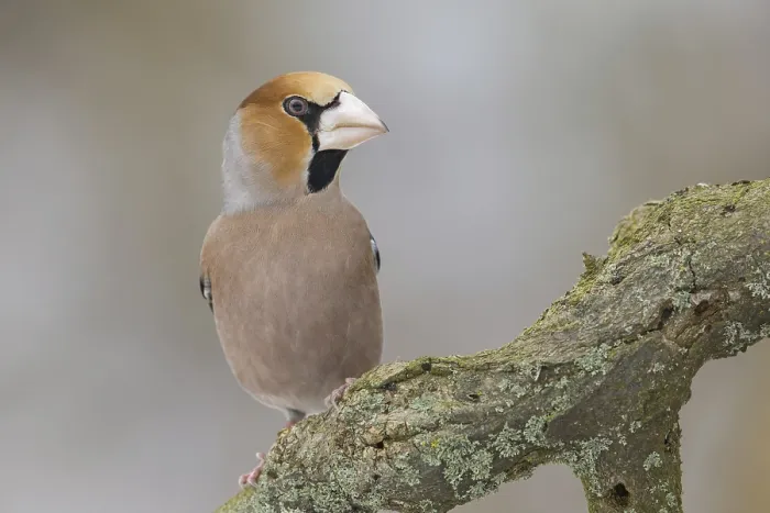 Framed Print : Hawfinch (Coccothraustes coccothraustes) male perched on a branch