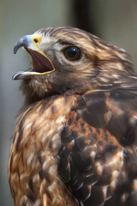Framed Print : Hawk falcon raptor bird