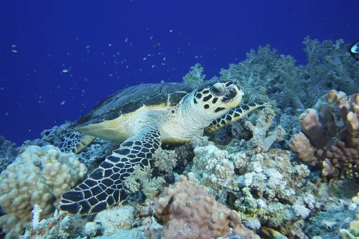 Framed Print : Hawksbill sea turtle (Eretmochelys imbricata)