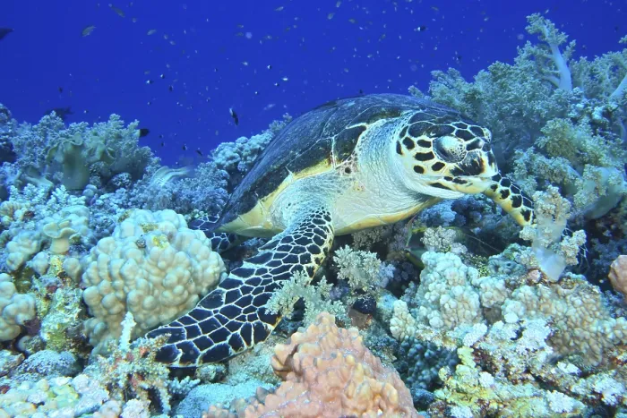 Framed Print : Hawksbill sea turtle (Eretmochelys imbricata) Framed Print : Hawksbill sea turtle (Eretmochelys imbricata)