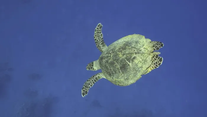 Framed Print : Hawksbill Sea Turtle (Eretmochelys imbricata) or Bissa dives down to the deep in the blue Ocean