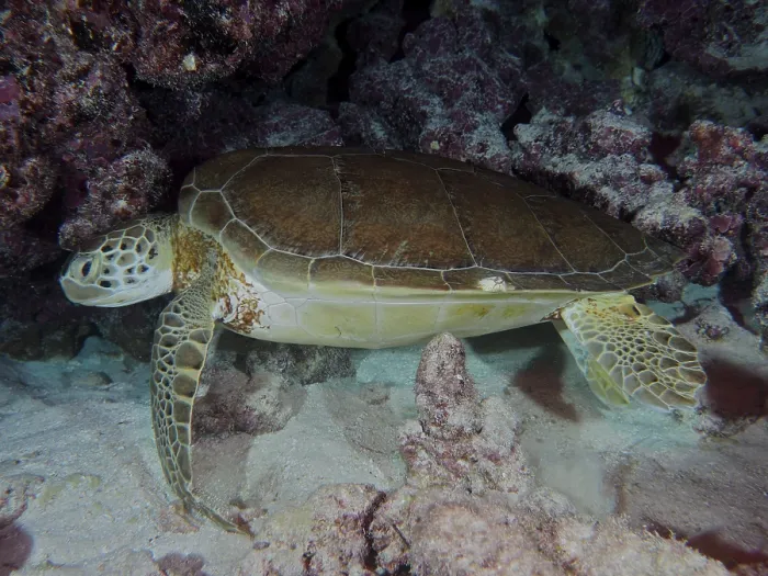 Framed Print : Hawksbill sea turtle (Eretmochelys imbricata imbricata) resting on the seabed at night next to corals and rocks
