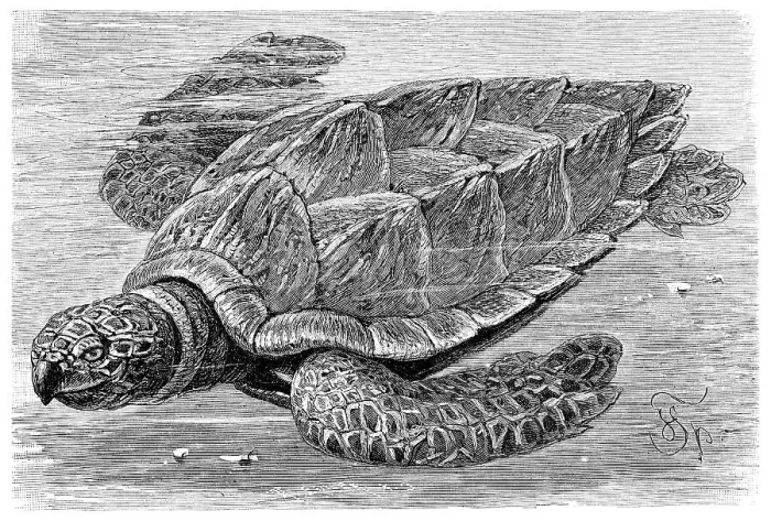 Framed Print : Hawksbill turtle (Chelone imbricata)